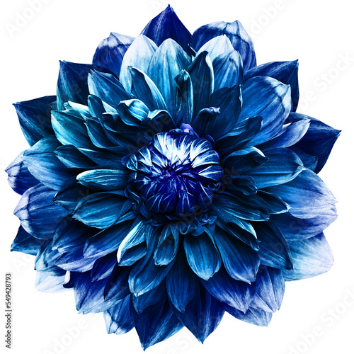Blue dahlia. Flower on isolated background with clipping path. For design. Closeup. Transparent background. Nature.