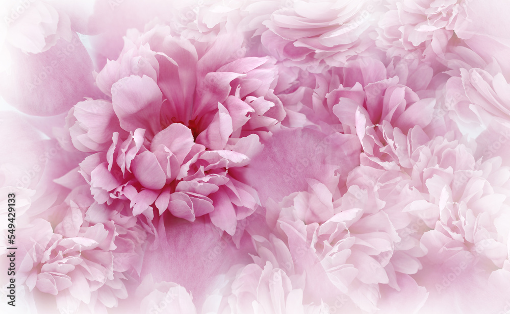 Pink peinies flowers and petals. Spring floral background.  Nature.