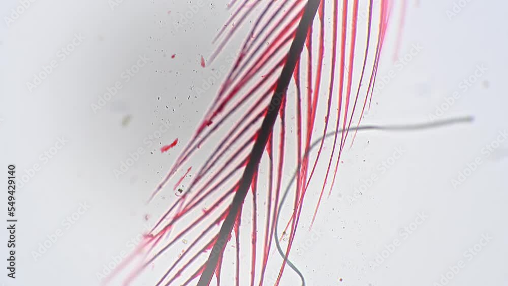 Microscope Birds View Macro isolated footage of bird feather filmed under microscope 100x on ...