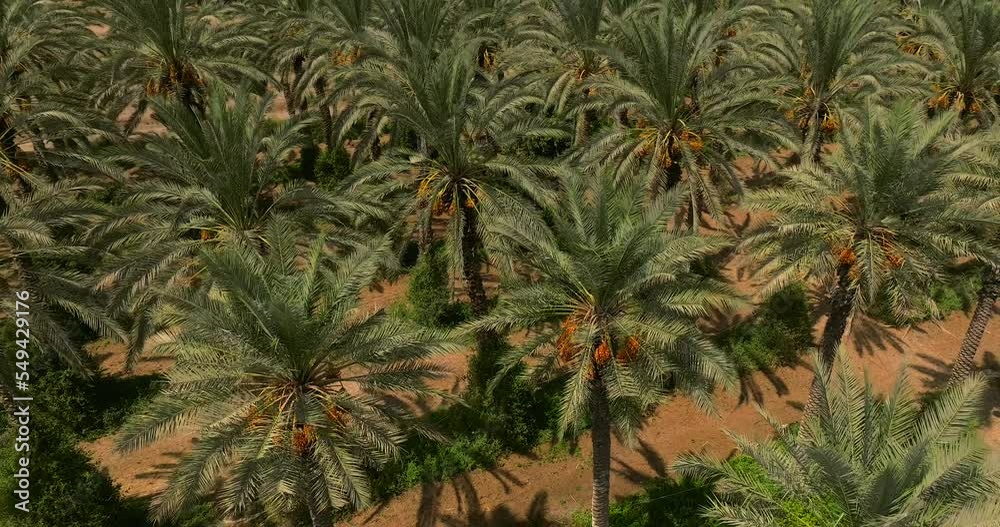 Rows of Date Palms plantation, Top down view Rows of Date Palms plantation, Top down view