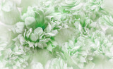 Green peonies flowers and petals. Spring floral background.  Nature.