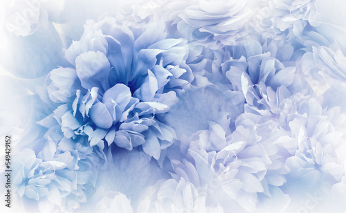 Blue peonies flowers and petals. Spring floral background.  Nature.