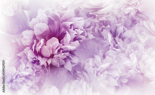 Purple peonies flowers and petals. Spring floral background.  Nature.