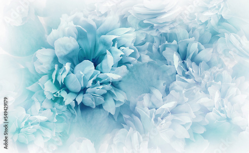Blue peonies flowers and petals. Spring floral background. Nature.