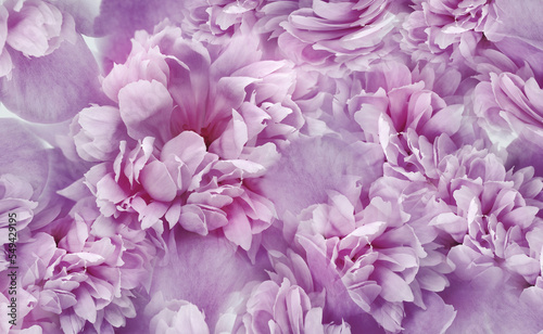 Fototapeta Naklejka Na Ścianę i Meble -  Pink-purple  peonies flowers and petals. Spring floral background.  Nature.
