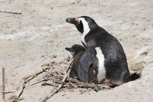 Brillenpinguin Boulders Beach Südafrika