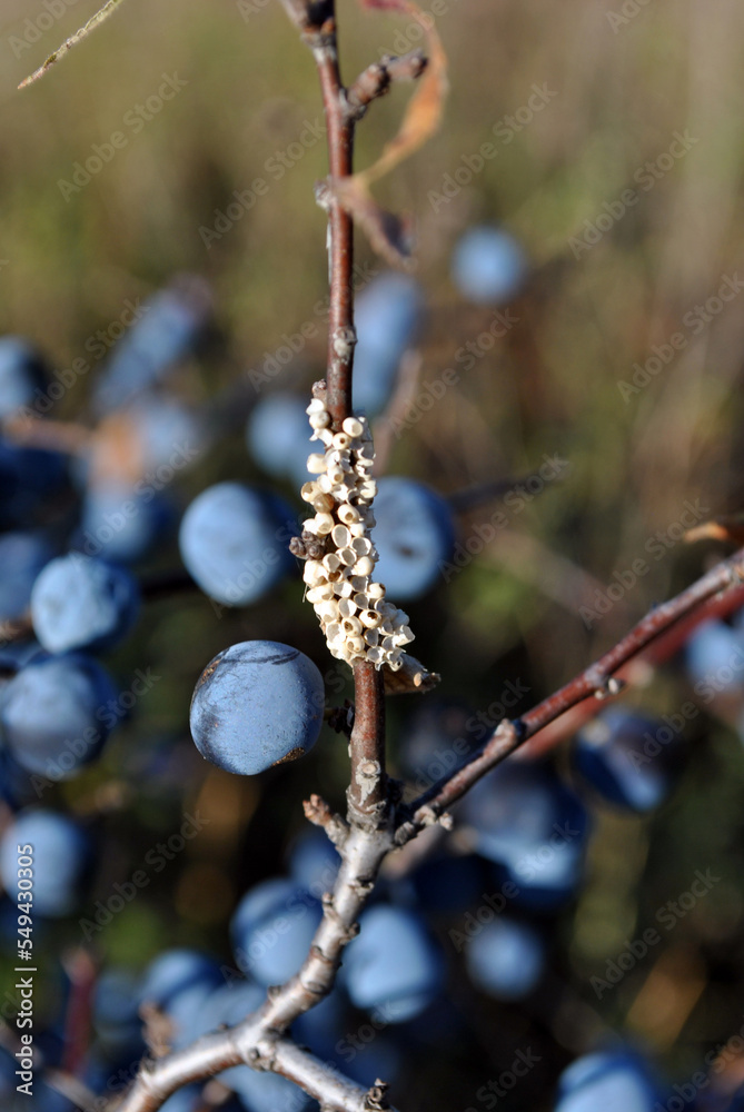 Blackthorn branch with ripe blue berries close up detail of twig, sunny autumn day Blackthorn branch with ripe blue berries close up detail of twig, sunny autumn day