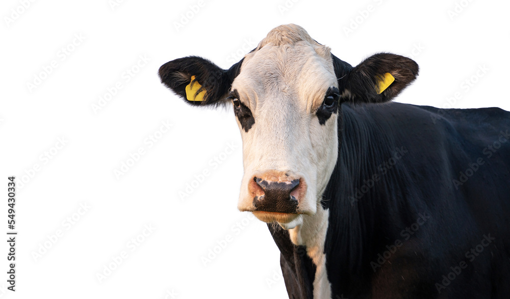 Black and white cow isolated on white with copy space. Cow muzzle with ear tags portrait, looking at the camera close-up.