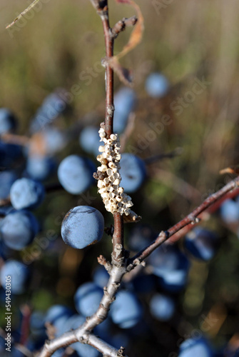 Blackthorn branch with ripe blue berries close up detail of twig, sunny autumn day © ArtoPhotoDesigno