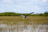 Great Blue Heron flying in natural habitat in Florida.