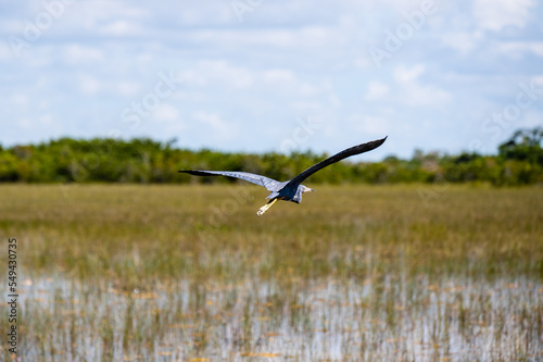 Great Blue Heron flying in natural habitat in Florida.