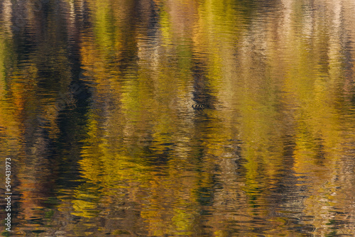 Reflections of trees in mountain lake on beautiful autumn day.