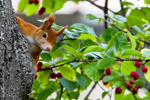 Eichhörnchen bei der Futtersuche © DEFOTO Dirk Ellmer