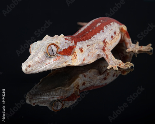Gargoyle Gecko photographed against a black background