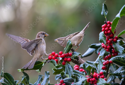 Slika na platnu footage of birds in the holly trying to dominate the situation!