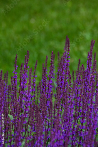 purple bunches of flowers on a green background