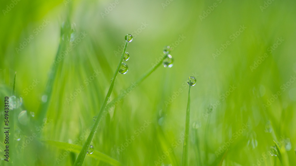Naklejka premium poranna rosa na zielonej trawie