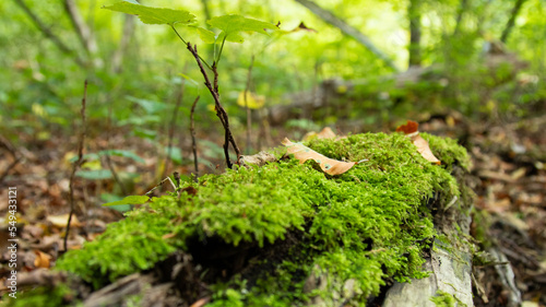 small tree on moss in the forest