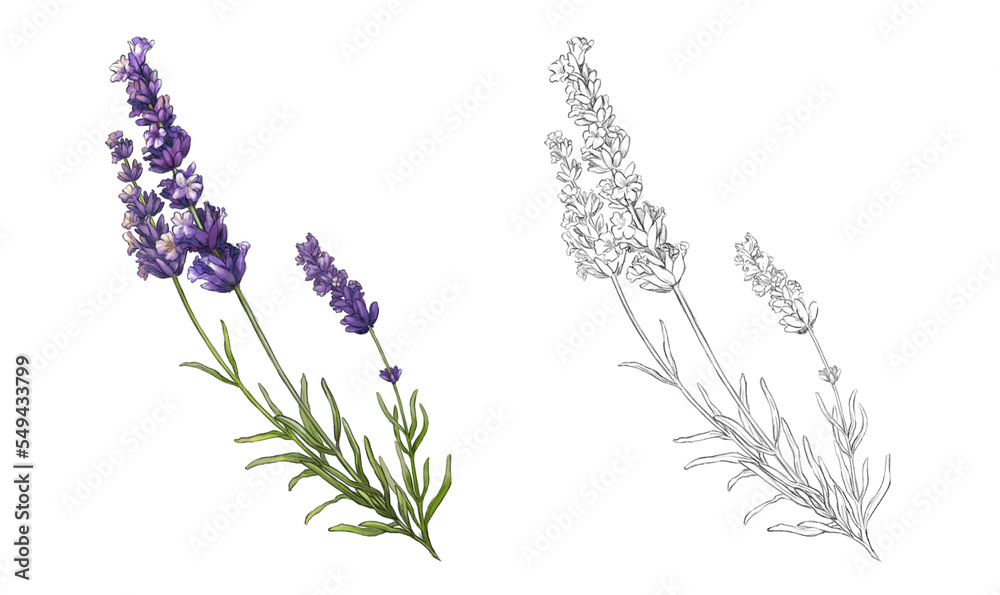 lavender flowers isolated on white - obrazy, fototapety, plakaty 