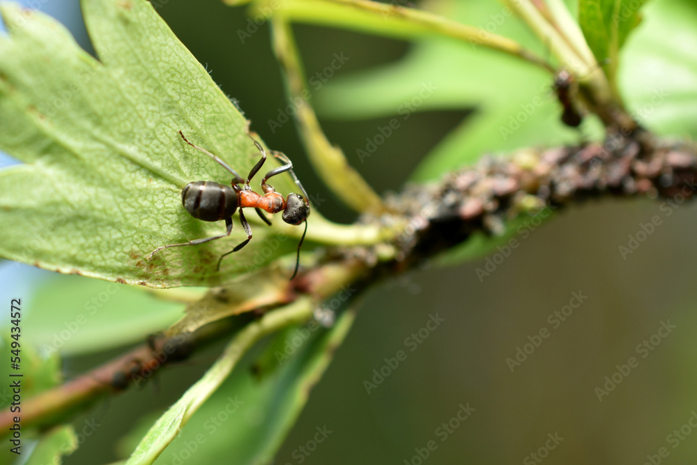 The ant guards the aphid colony that lives on the branch. The ant guards the aphid colony that lives on the branch.
