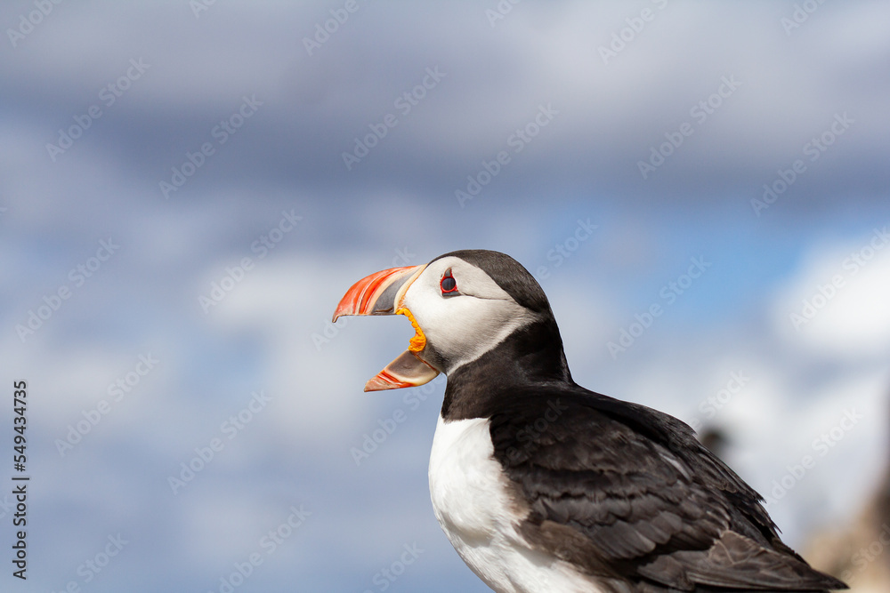 Puffin close up Puffin close up