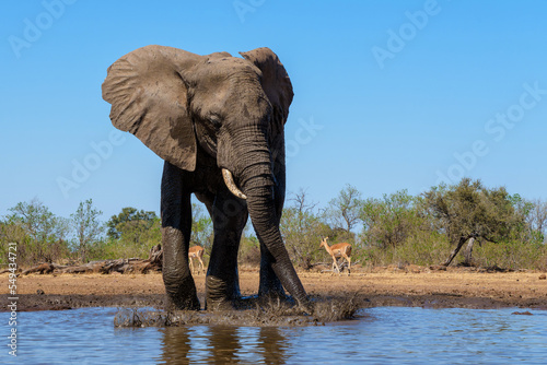 Elephants drinking and taking a bath in a waterhole in Mashatu Game Reserve in the Tuli Block in Botswana.