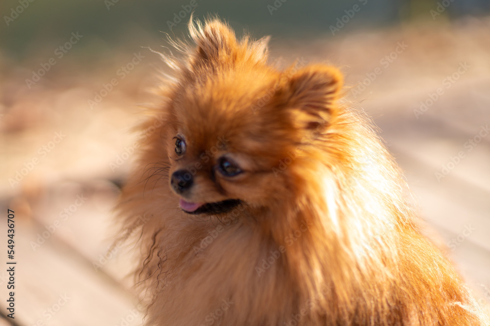 Mini pomeranian walks in the park. Pomeranian on a walk in the autumn park. Dog on the street.