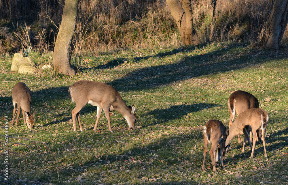 Thanksgiving With Deer in Southeast Michigan