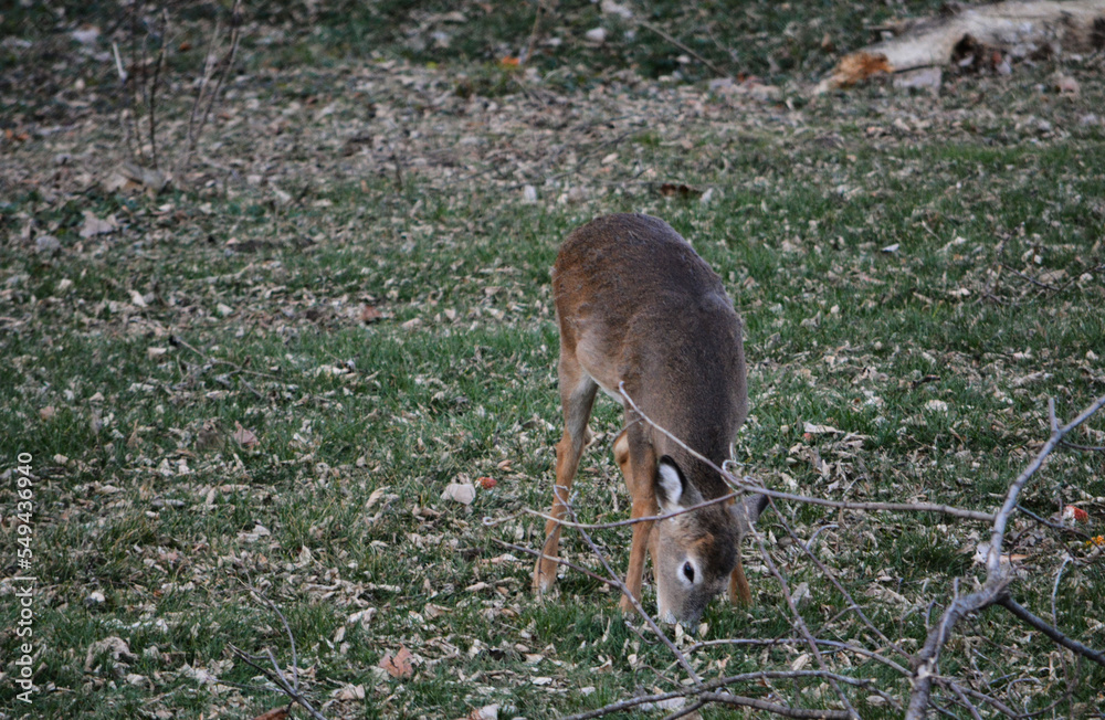 Thanksgiving With Deer in Southeast Michigan