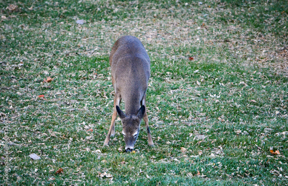 Thanksgiving With Deer in Southeast Michigan