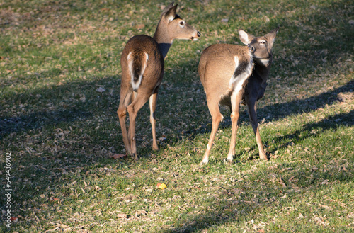 Obraz na płótnie Thanksgiving With Deer in Southeast Michigan w salonie