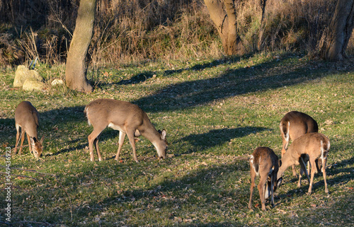 Obraz na płótnie Thanksgiving With Deer in Southeast Michigan w salonie
