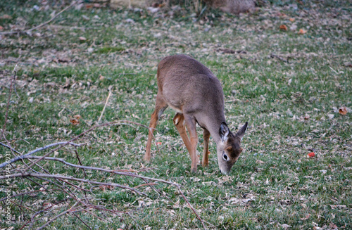 Thanksgiving With Deer in Southeast Michigan