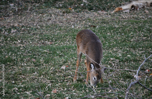 Obraz na płótnie Thanksgiving With Deer in Southeast Michigan w salonie