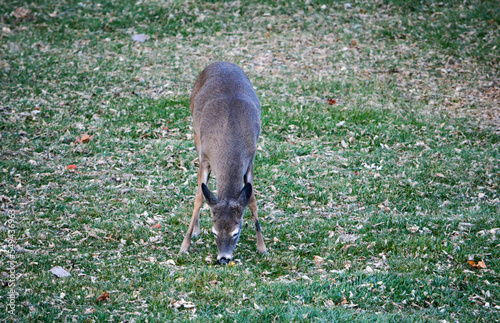 Obraz na płótnie Thanksgiving With Deer in Southeast Michigan w salonie