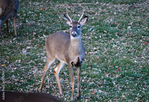 Thanksgiving With Deer in Southeast Michigan