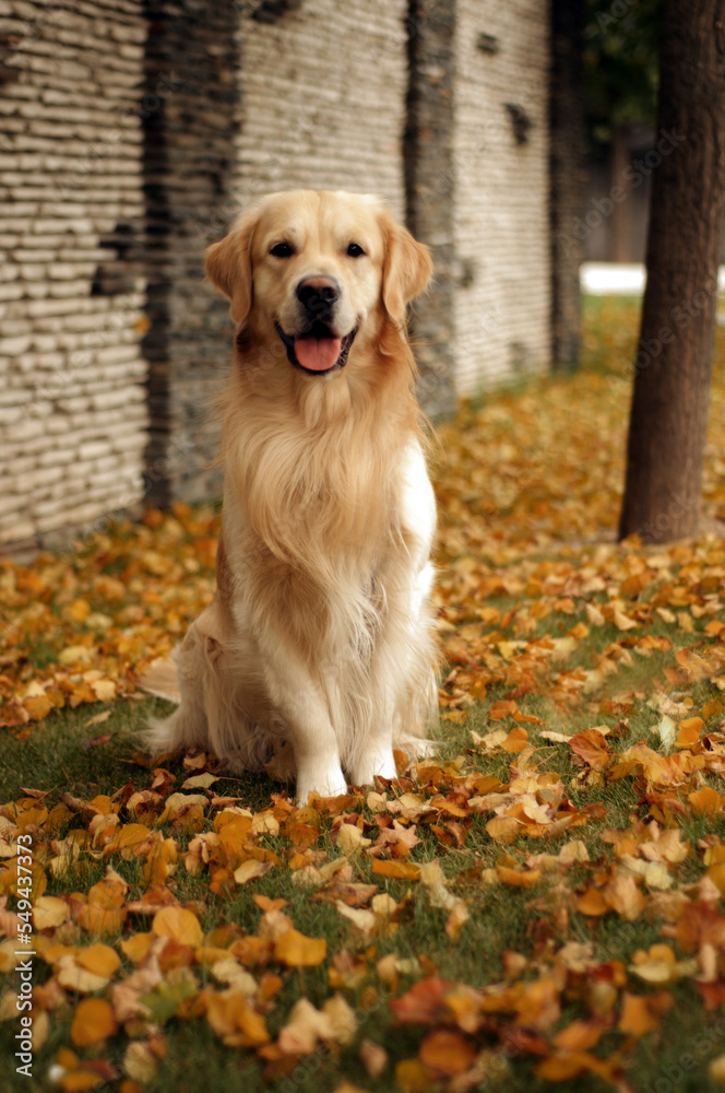 Golden retriever in fallen leaves rejoices in autumn Golden retriever in fallen leaves rejoices in autumn