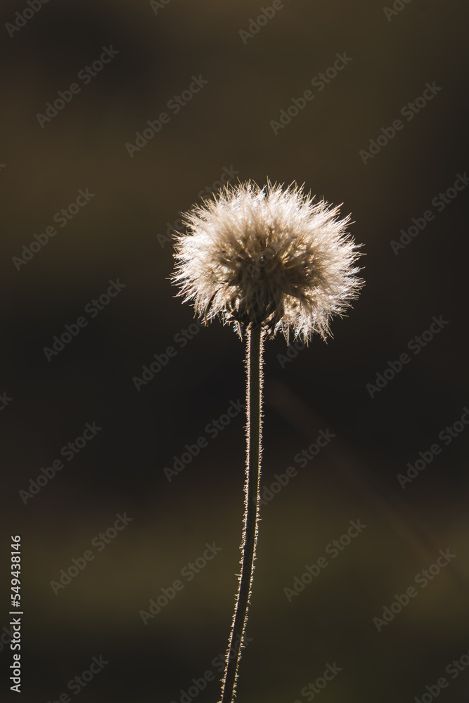 Field fluffy plant in macro in the backlight of the setting sun, on a dark blurred background Field fluffy plant in macro in the backlight of the setting sun, on a dark blurred background