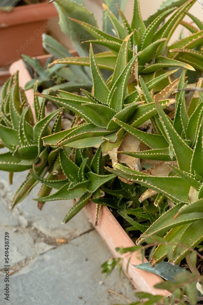Obraz premium Lush aloe bushes along the sidewalk for landscaping.Aloe succulent, decorative plant.Aloe vera plants at the side of the street
