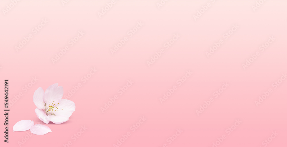 Fototapeta premium リアルな桜のイラスト