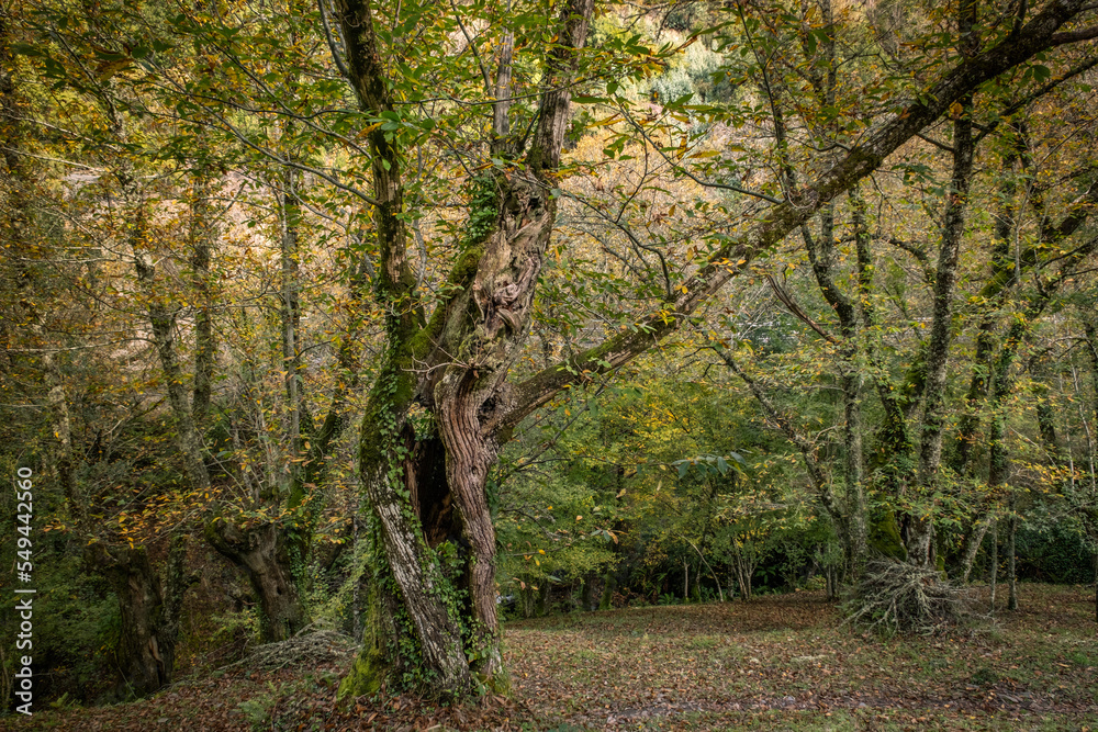 Old chestnut tree in autumnal forest