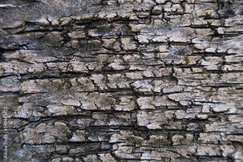 bark of tree