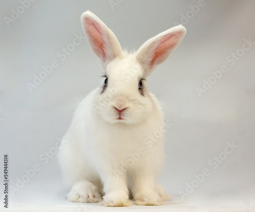 white rabbit on grey background © Ani