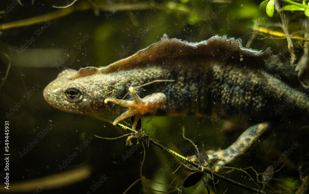 Italian crested newt (Triturus carnifex) male with prominent crest during aquatic phase, close-up Italian crested newt (Triturus carnifex) male with prominent crest during aquatic phase, close-up
