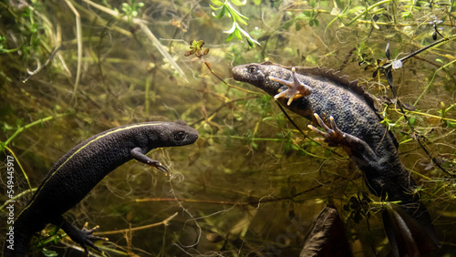 Italian crested newt  Triturus carnifex  male and female comparsion during aquatic phase