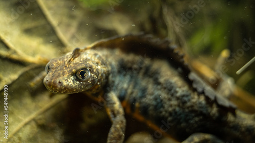 Italian crested newt (Triturus carnifex) male with prominent crest during aquatic phase, close-up