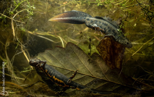 Italian crested newt (Triturus carnifex) male and female comparsion during aquatic phase