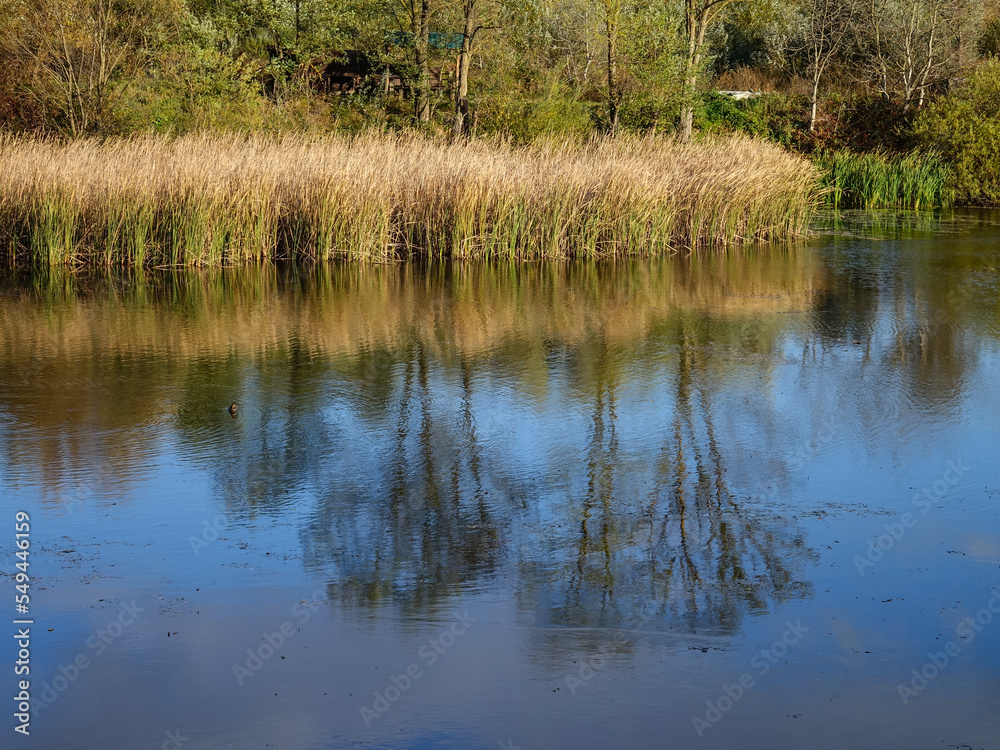 The blue sky, autumn trees, and coastal reeds are reflected in the smooth surface of the lake on an autumn sunny day. The blue sky, autumn trees, and coastal reeds are reflected in the smooth surface of the lake on an autumn sunny day.