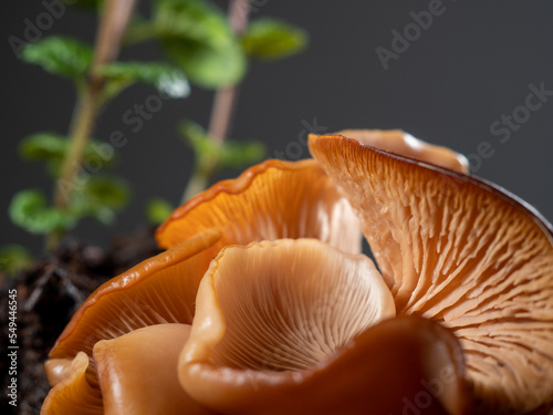 Beautiful mushrooms close up. Mushroom structure. Macro view. Fresh mushroom.