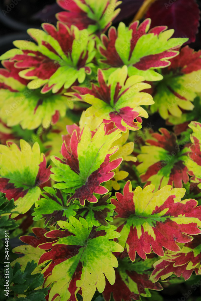 red and green leaves red and green leaves